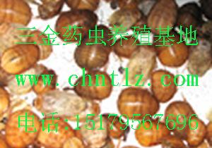 供應江西蛻皮土元