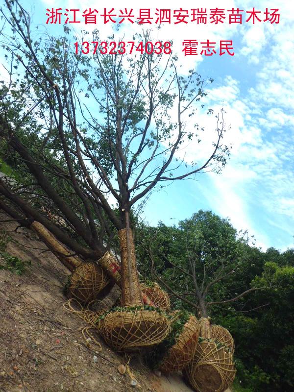 供應(yīng)邵陽香樟樹價(jià)格多少-邵陽香樟樹*的品種-邵陽香樟樹
