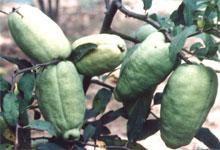 供應苗木花卉以及種子