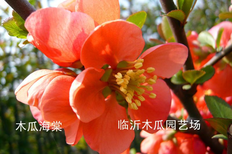 供應(yīng)木瓜海棠小苗，木瓜海棠大苗，盆栽木瓜海棠花卉，木瓜海棠市場價格