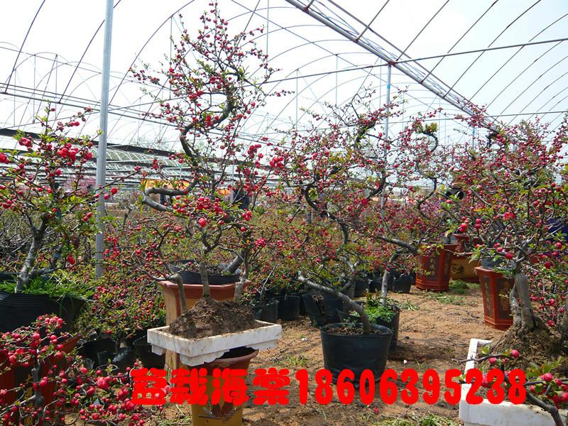 供應(yīng)木瓜海棠花、山東臨沂木瓜海棠花批發(fā)咨詢電話