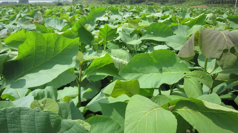 供應(yīng)珍貴樹苗批發(fā)柚木苗價(jià)格