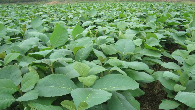 供應(yīng)珍貴樹苗臺山柚木苗批發(fā)柚木苗價格