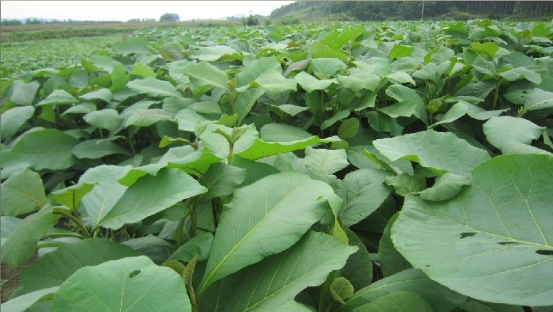 供應(yīng)珍貴柚木苗_珍貴柚木苗批發(fā)價(jià)_珍貴柚木苗供貨商直銷價(jià)