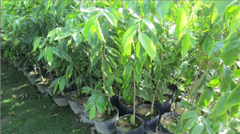 供應(yīng)廣西北海珍貴樹苗市場(chǎng)價(jià)