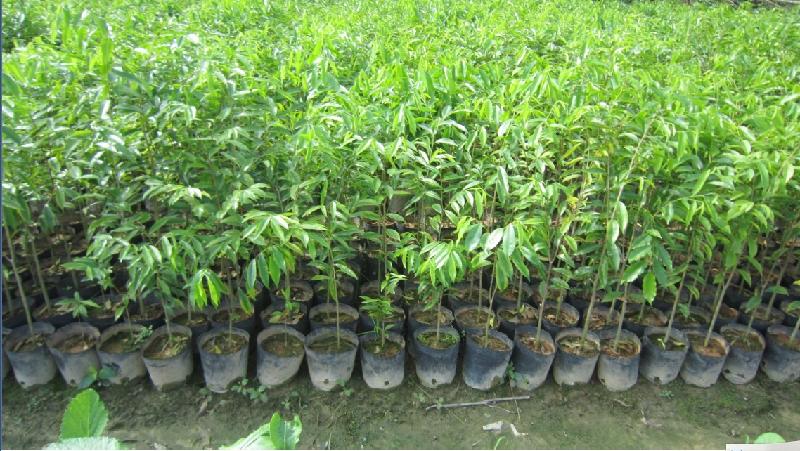 供應(yīng)廣西南寧露圩富農(nóng)沉香基地