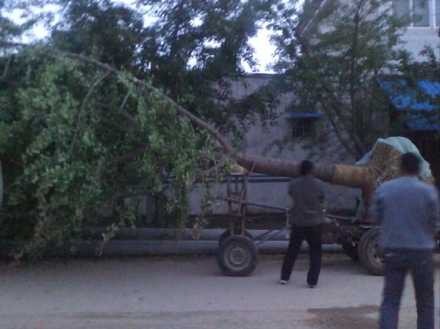 供應(yīng)銀杏樹(shù)銀杏苗木白果樹(shù)