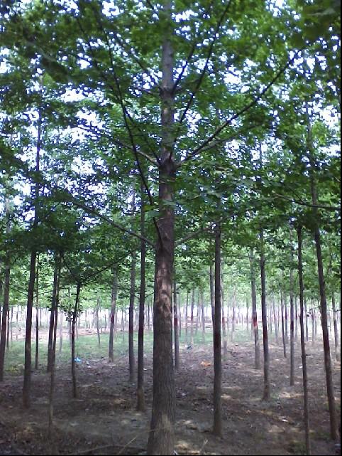 25公分銀杏樹圖片/25公分銀杏樹樣板圖 (2)