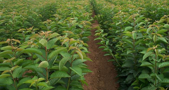 供應(yīng)出售櫻桃苗櫻花四川櫻桃苗