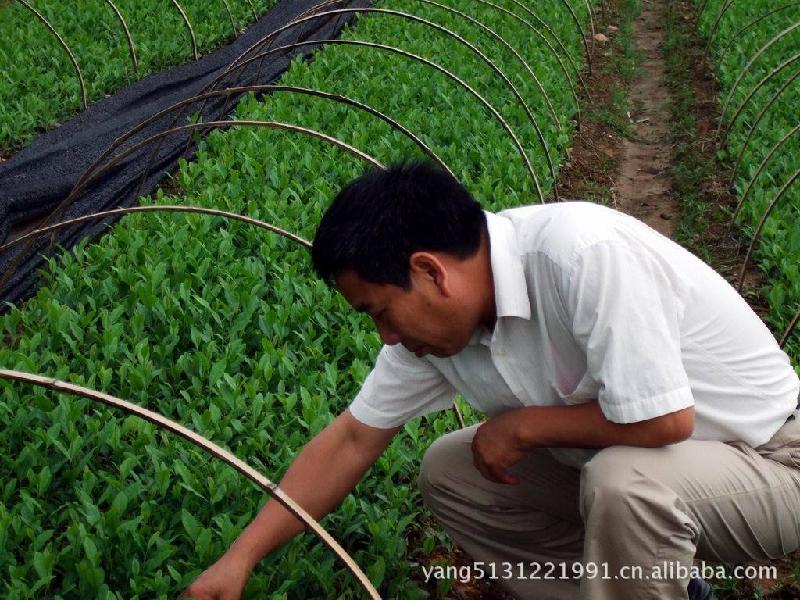 供應(yīng)茶苗甩賣