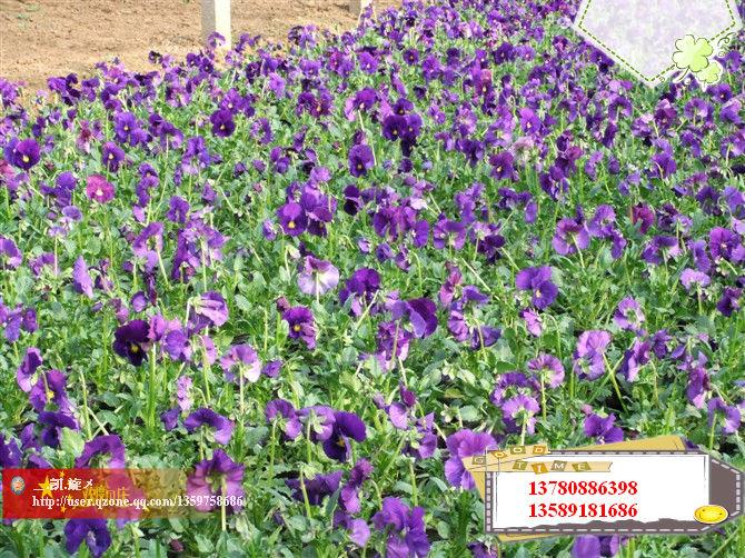 供應(yīng)常年供應(yīng)各種草花及綠化苗木月季花