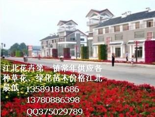 紅葉小檗圖片/紅葉小檗樣板圖 (2)