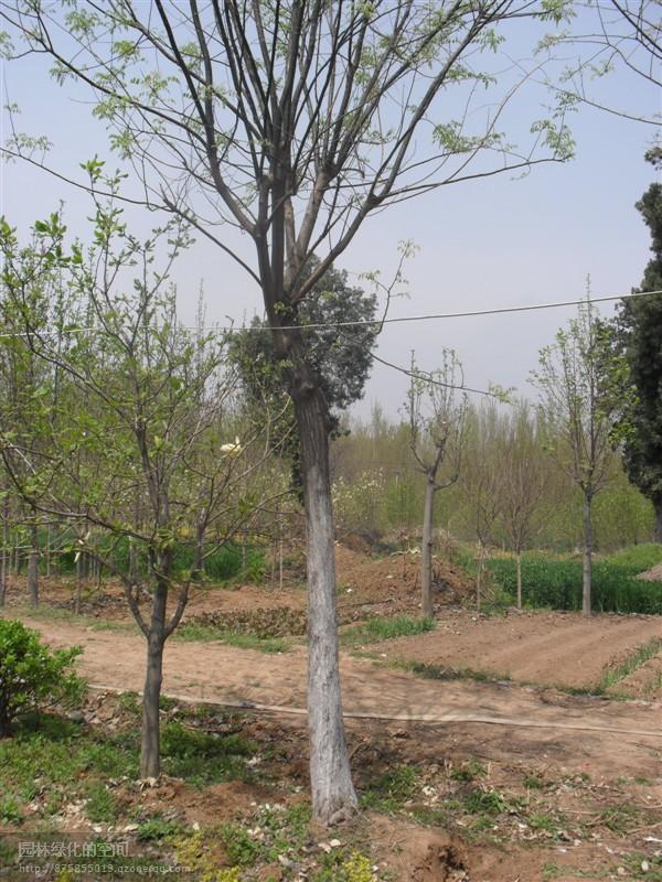 供應(yīng)各種玉蘭