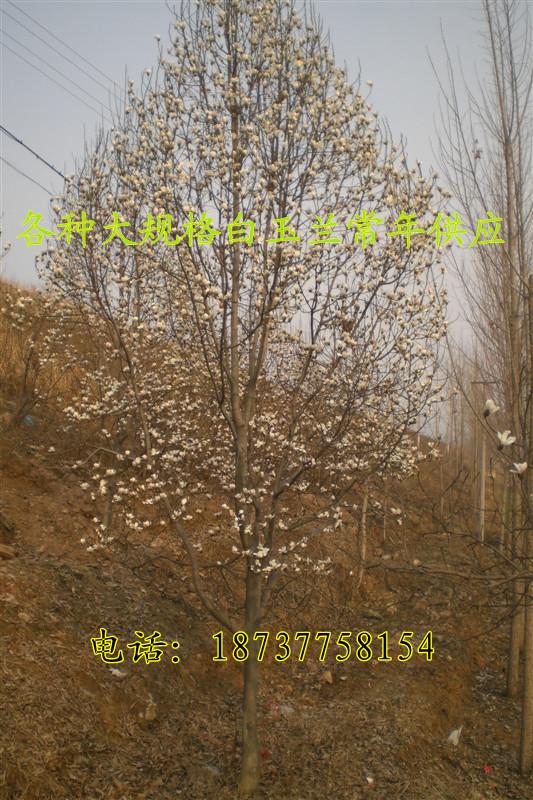 出售40公分白玉蘭樹圖片