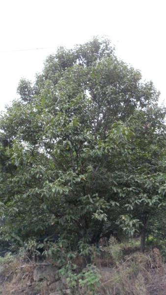 供應(yīng)廣玉蘭樹苗價格，河南廣玉蘭樹苗價格，南陽廣玉蘭樹苗價格