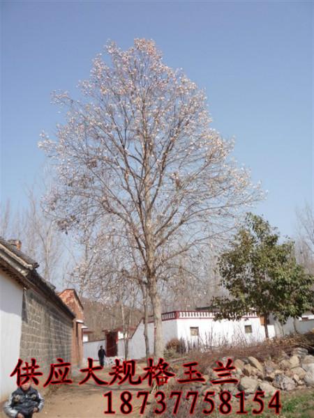 供應(yīng)紫玉蘭產(chǎn)地直銷