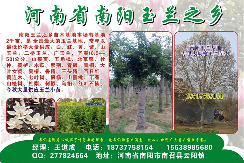 木瓜兩年苗大量供應(yīng)圖片