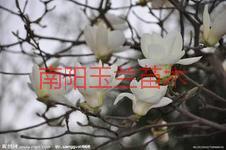 供應(yīng)各種玉蘭杜仲黃櫨木瓜辛夷