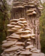 食用菌四季菇88原種圖片