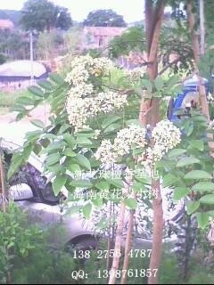 供應(yīng)黃花梨種子 /降香黃檀/黃花梨種子批發(fā)/廣西黃花梨