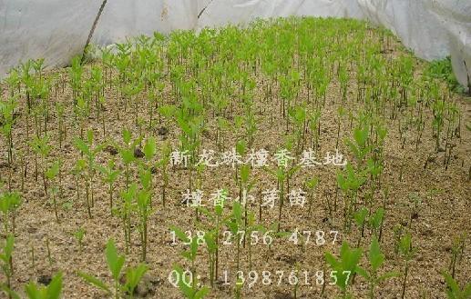 廣東印度檀香種子，廣東印度檀香種子批發(fā)，檀香種子價(jià)格