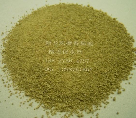 檀香樹苗圖片/檀香樹苗樣板圖 (4)