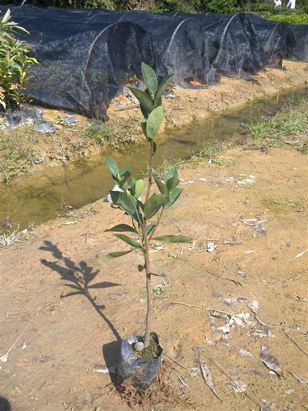 供應價格*的木荷生產(chǎn)商