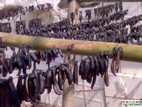 供應(yīng)水蛭有什么作用