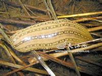 供應(yīng)水蛭有什么作用