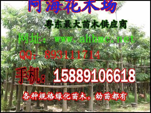 供應(yīng)揭陽(yáng)盆架子廣東盆架子普寧盆架子洪陽(yáng)盆架子廣太盆架子