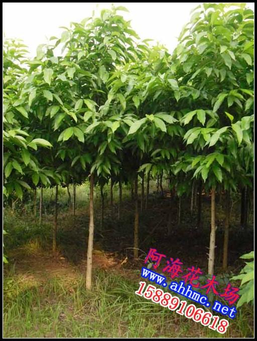 供應(yīng)白玉蘭地苗白玉蘭袋苗5-10公分白玉蘭地苗10-12公分白玉蘭地