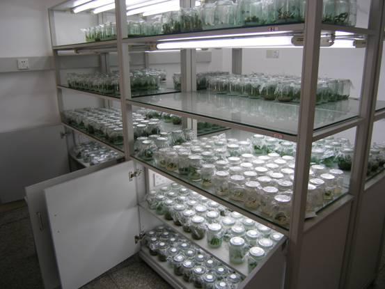 廣西鐵皮石斛培養(yǎng)瓶組培瓶生產(chǎn)廠家