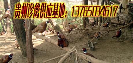 供應(yīng)山雞苗，山雞批發(fā)，七彩山雞批發(fā)