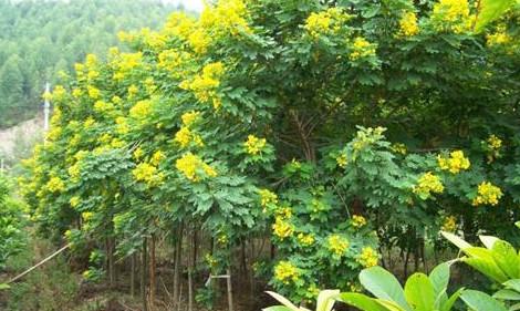 供應(yīng)上雷黃槐小苗大樹