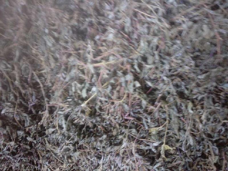 供應(yīng)*茅巖莓，*茅巖莓廠家，*茅巖莓供應(yīng)商，*茅巖莓產(chǎn)地價(jià)格