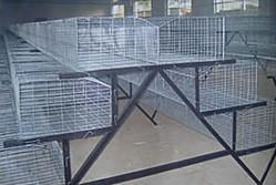 供應蛋雞籠子批發(fā)