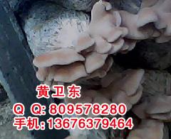 榆耳 榆耳的作用 榆耳的作用與功效