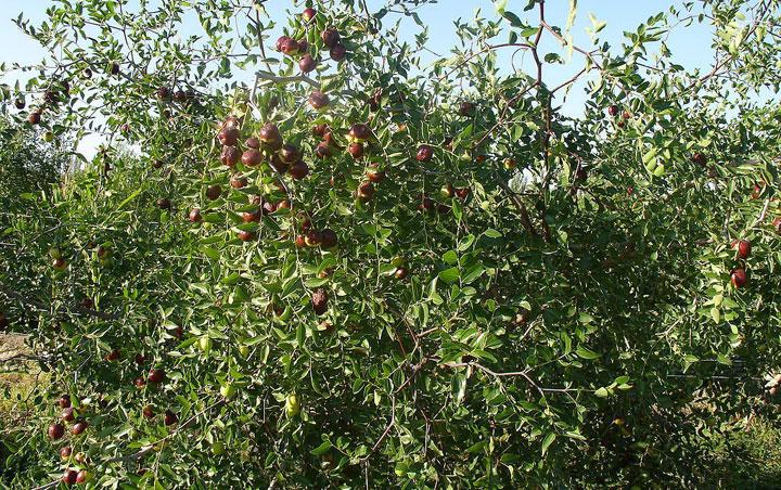 供應(yīng)烏孫鮮新疆雞心棗零售