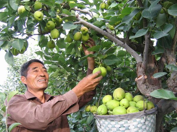 供應烏孫鮮新疆庫爾勒香梨超低特賣