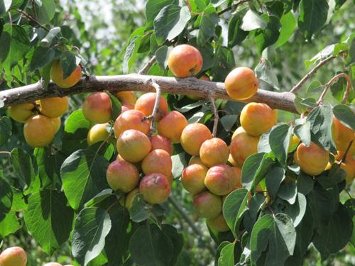 供應(yīng)新疆杏子廣東總經(jīng)銷(xiāo)商