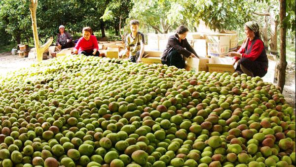 供應(yīng)烏孫鮮新疆香梨專賣