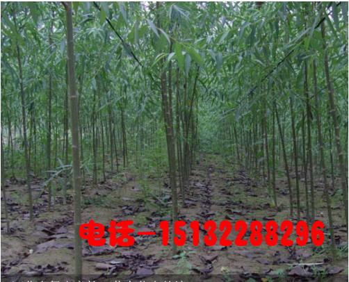 西藏速生柳西藏青皮柳圖片圖片