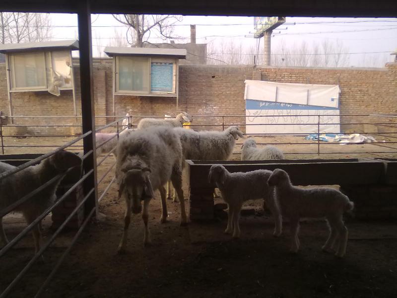 济宁市常年出售肉牛肉羊腾飞牧业厂家