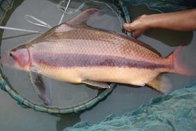 廣東中華胭脂魚苗批發(fā)價(jià) 廣東優(yōu)質(zhì)中華胭脂魚苗價(jià)格