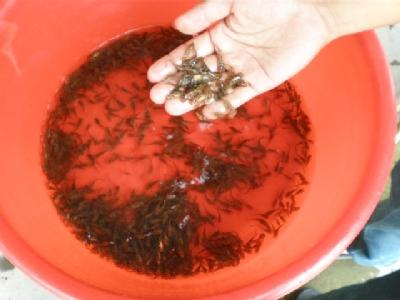大量供應優(yōu)質*黃骨丁水花