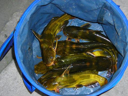 大量供應(yīng)優(yōu)質(zhì)*黃拉丁水花