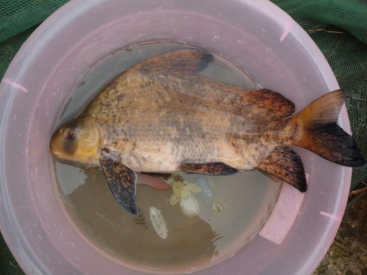 廣東中華胭脂魚苗批發(fā)價(jià) 廣東優(yōu)質(zhì)中華胭脂魚苗價(jià)格