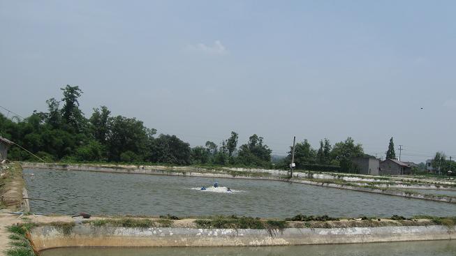 大量供應(yīng)優(yōu)質(zhì)*黃古丁水花