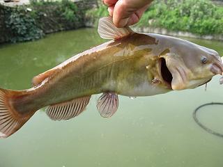 云斑鮰水花圖片