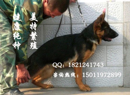 广州那里有卖德国牧羊犬价格多少德国牧羊犬价钱多少图片